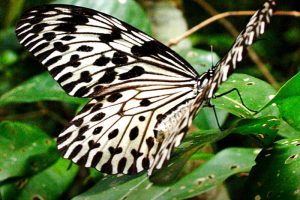 butterflies-800x900-3